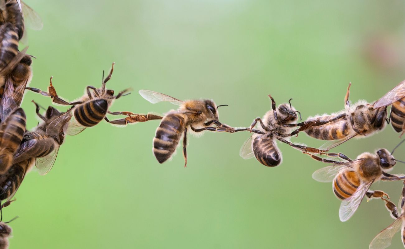 Eine Gruppe von Bienen, die sich aneinander festhalten, mit unscharfem grünem Hintergrund.